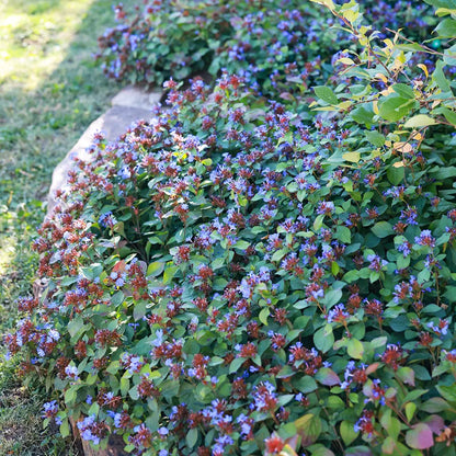 Hardy Plumbago (Ceratostigma)