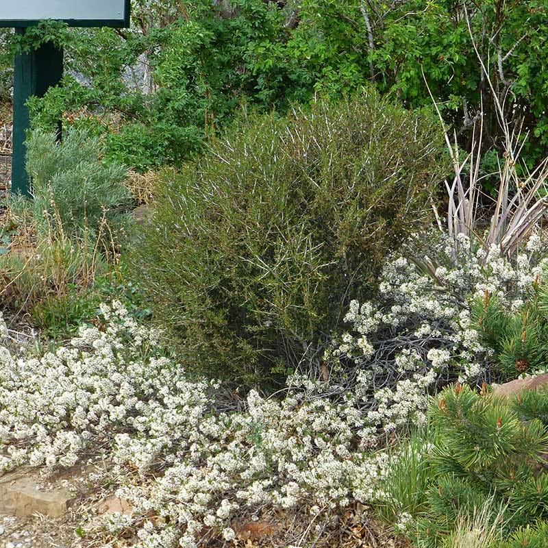 Pawnee Buttes® Sand Cherry (Prunus)
