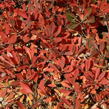 Pawnee Buttes® Sand Cherry (Prunus)