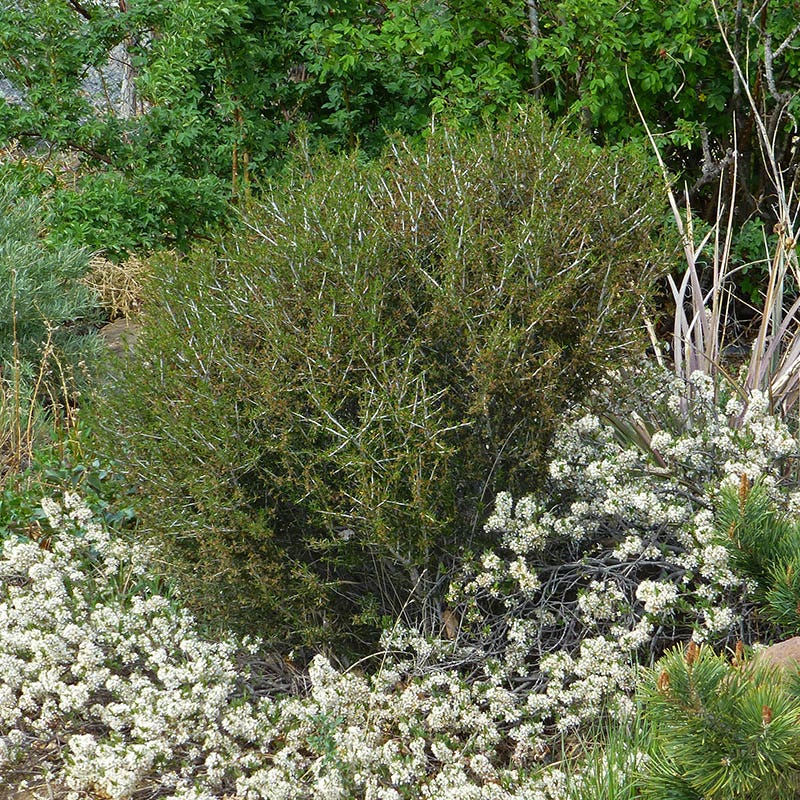 Littleleaf Mountain Mahogany (Cercocarpus) - Thumbnail 4