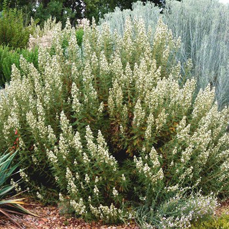 Native Pacific Northwest Songbird Pre-Planned Garden