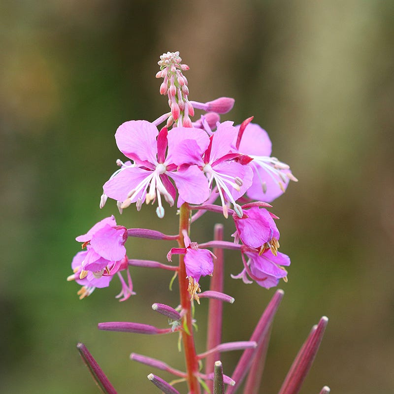 Fireweed