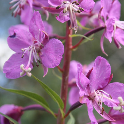 Fireweed