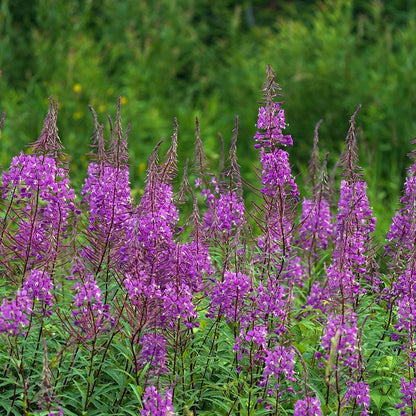 Fireweed