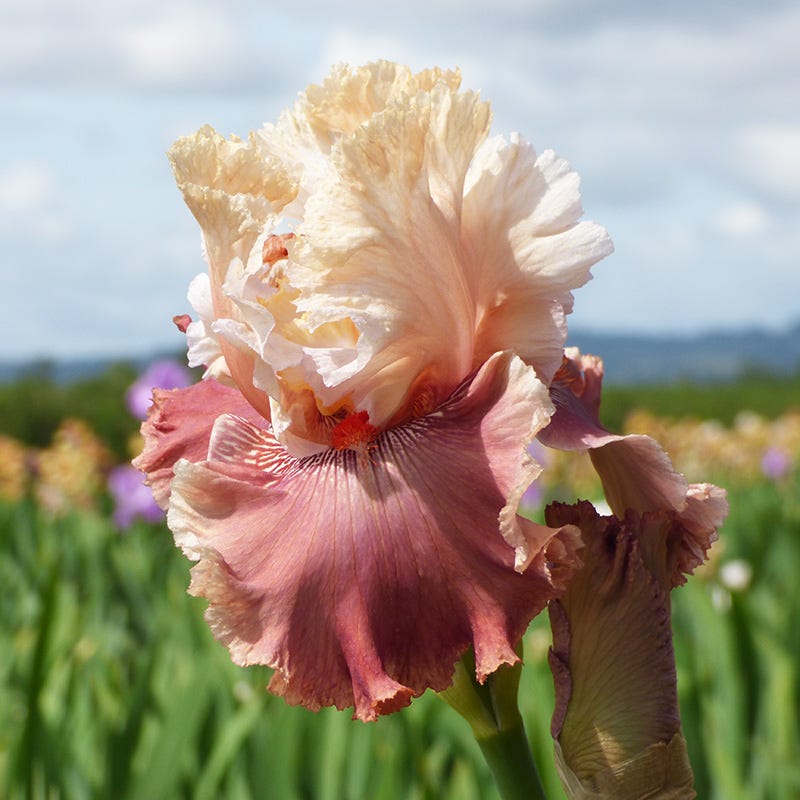 Bearded Iris Champagne and Strawberries