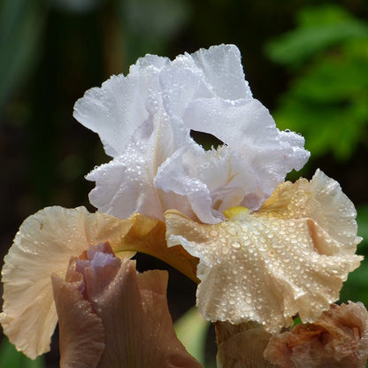 Champagne Elegance Reblooming Bearded Iris