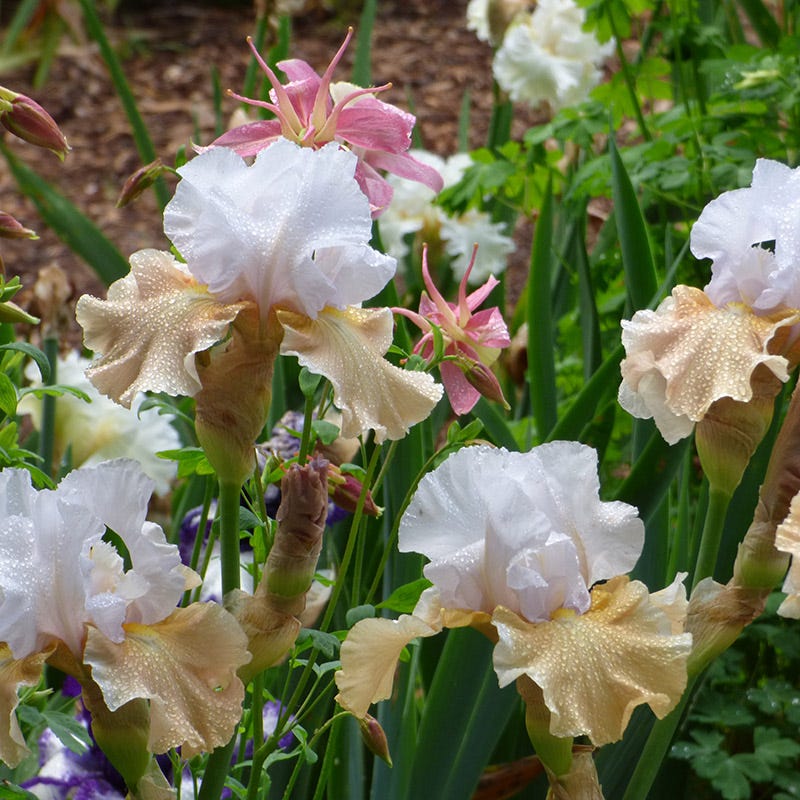 Champagne Elegance Reblooming Bearded Iris - Thumbnail 3