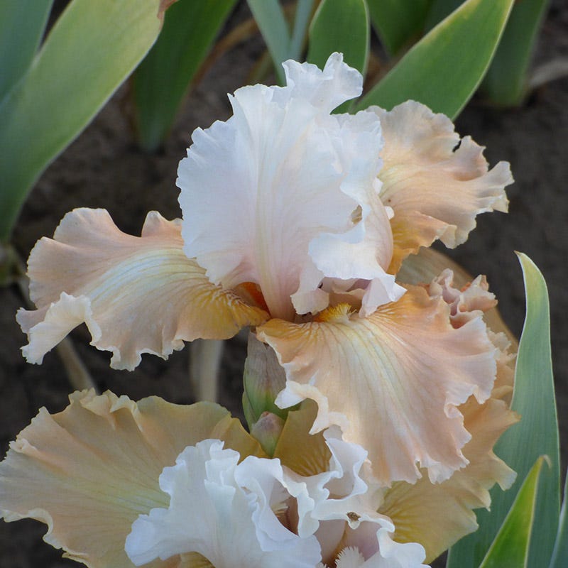 Champagne Elegance Reblooming Bearded Iris - Thumbnail 2