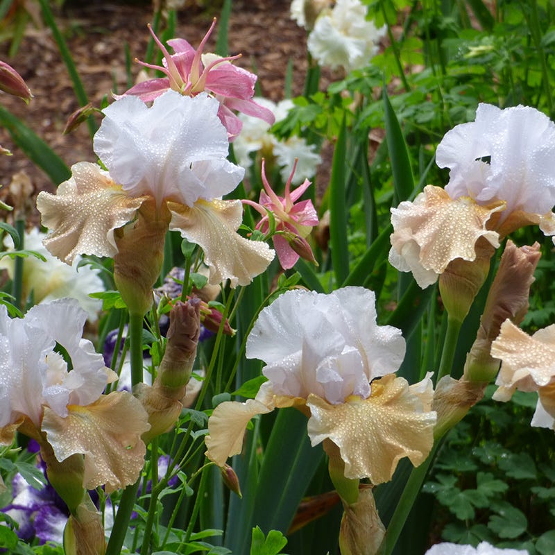 Reblooming Bearded Iris Collection