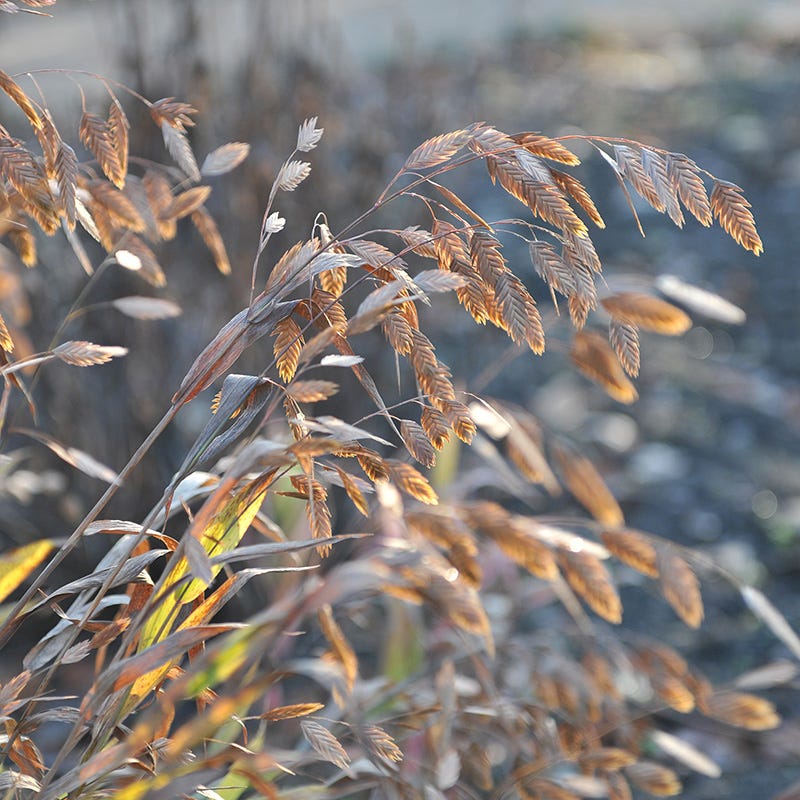 Little Tickler Northern Sea Oats