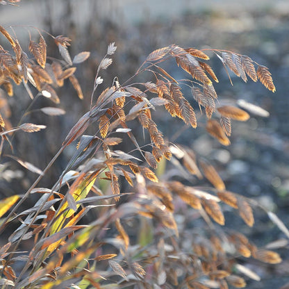 Little Tickler Northern Sea Oats