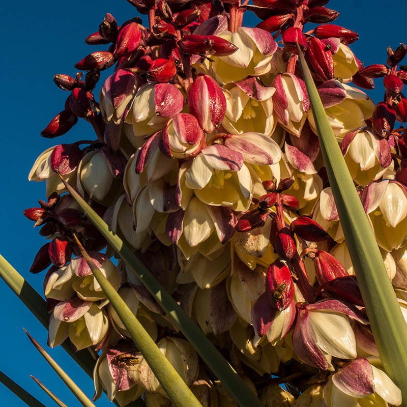 Chaves Yucca | Cold-Hardy Desert Plant