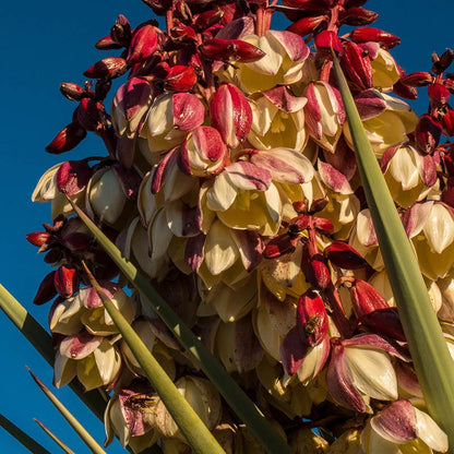 Chaves Yucca