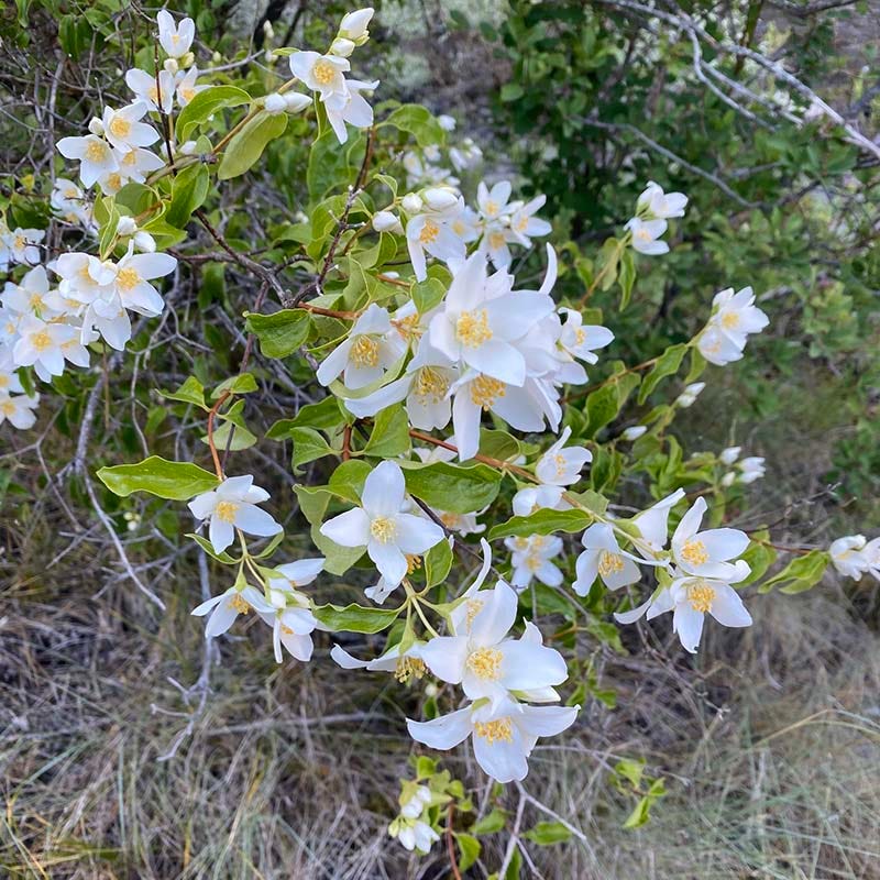 thumbnail image 2 of Philadelphus (mock Orange), Coronarius Plant In Full Flower Stock Photo 2 of 9