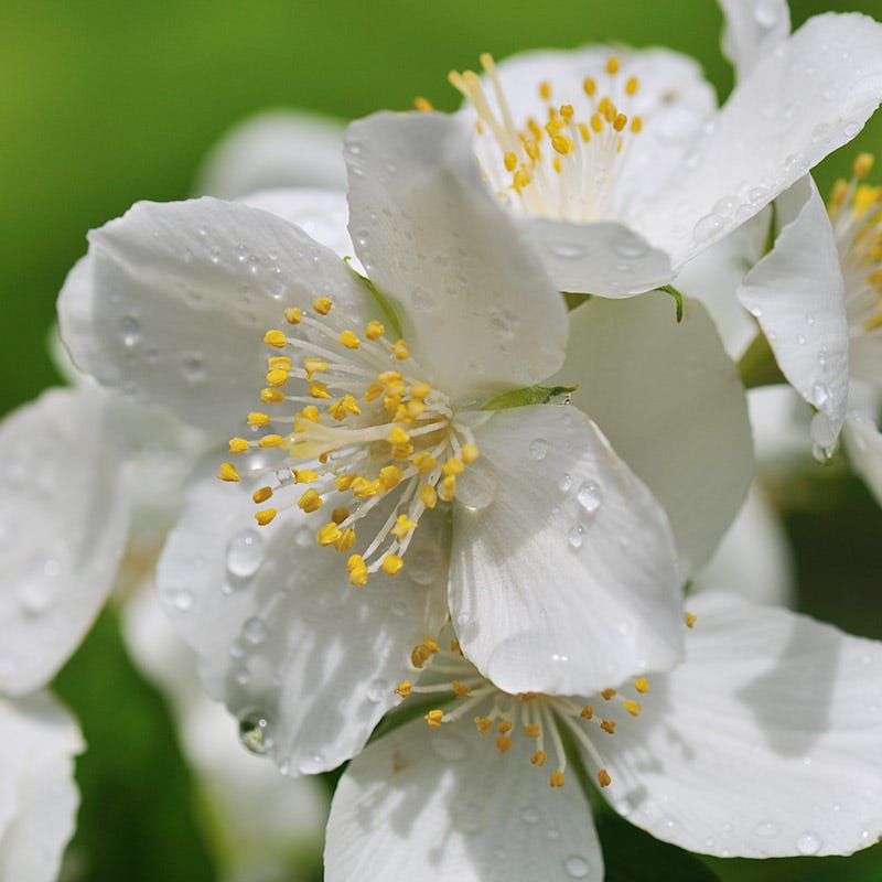 thumbnail image 2 of Philadelphus (mock Orange), Coronarius Plant In Full Flower Stock Photo 2 of 9