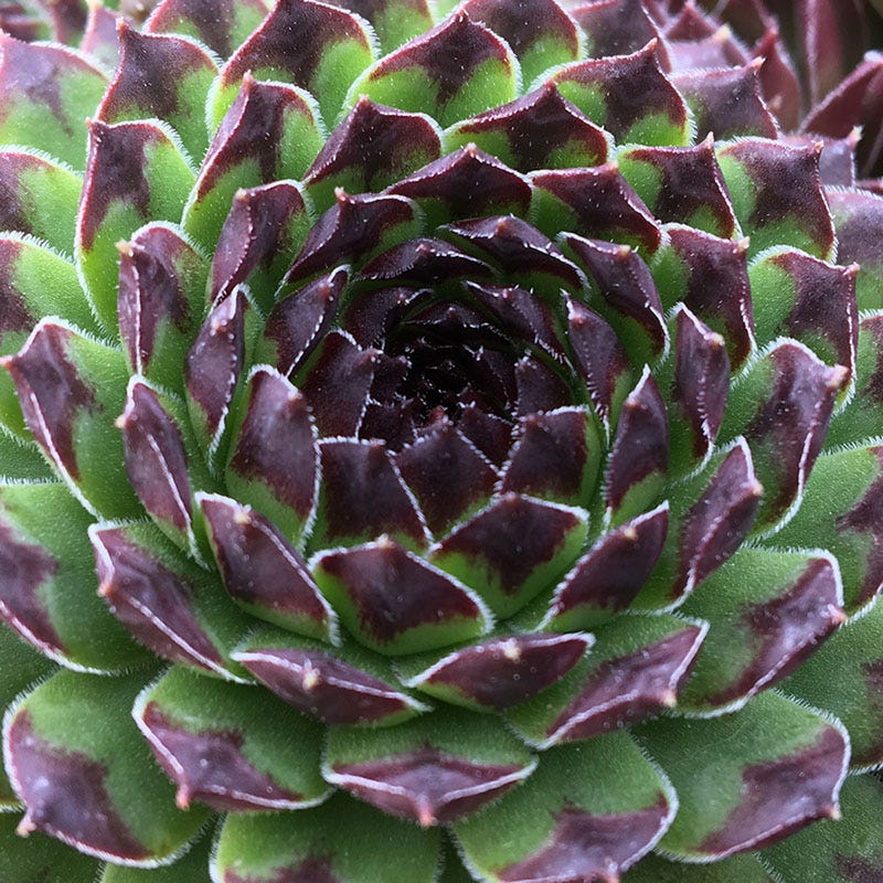 Chick Charms Appletini Hens and Chicks, Sempervivum