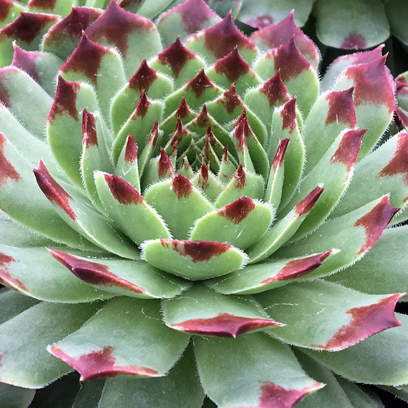 Chick Charms Mint Marvel Hens and Chicks, Sempervivum