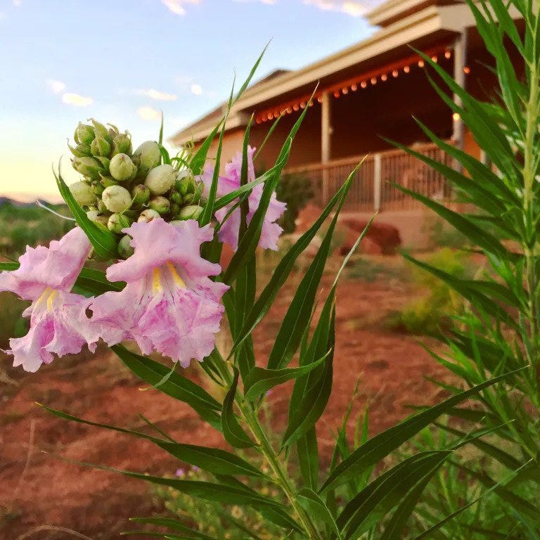 Chilopsis linearis 'Conchas Dam Pink' Desert Willow