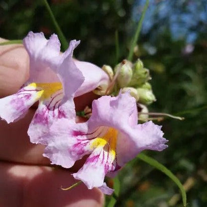 Conchas Dam Pink Desert Willow