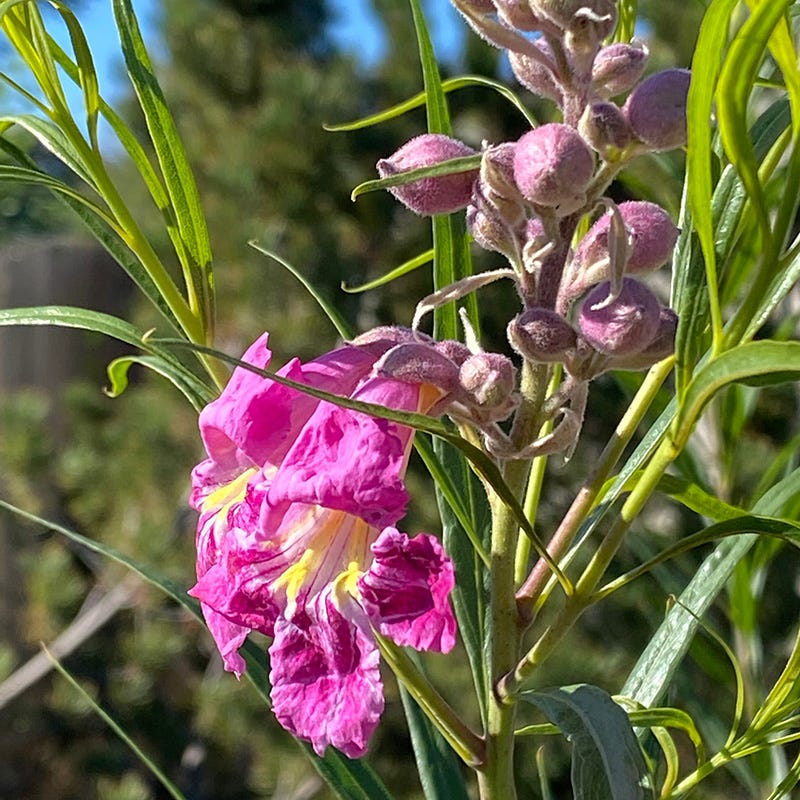Conchas Dam Pink Desert Willow