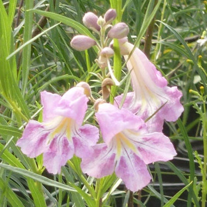 Conchas Dam Pink Desert Willow