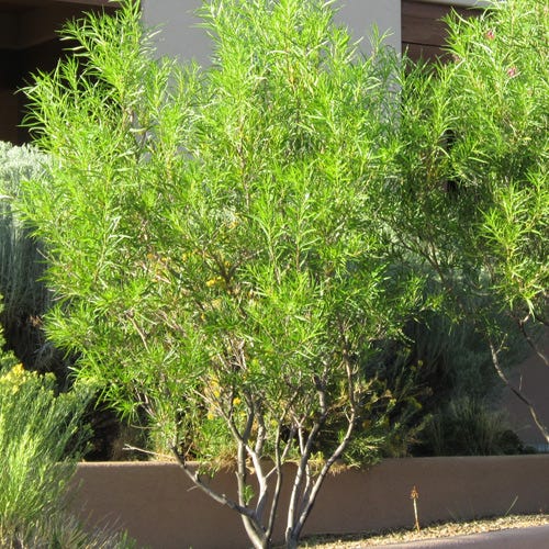 Lucretia Hamilton Desert Willow, Chilopsis linearis