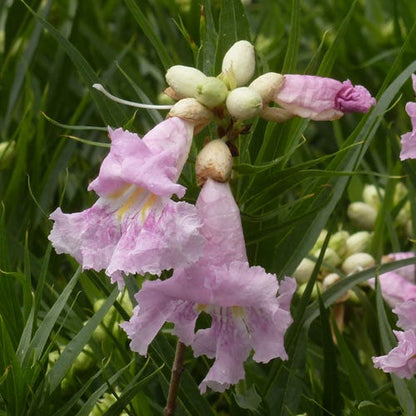 Paradise Desert Willow