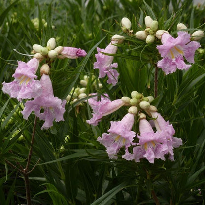 Paradise Desert Willow