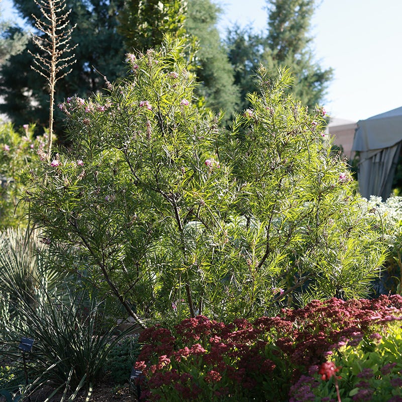 Chilopsis linearis 'Conchas Dam Pink' Desert Willow - Thumbnail 3