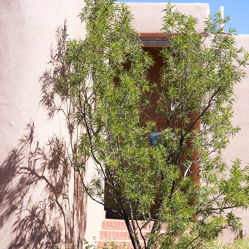 Native Southwest Songbird Pre-Planned Garden