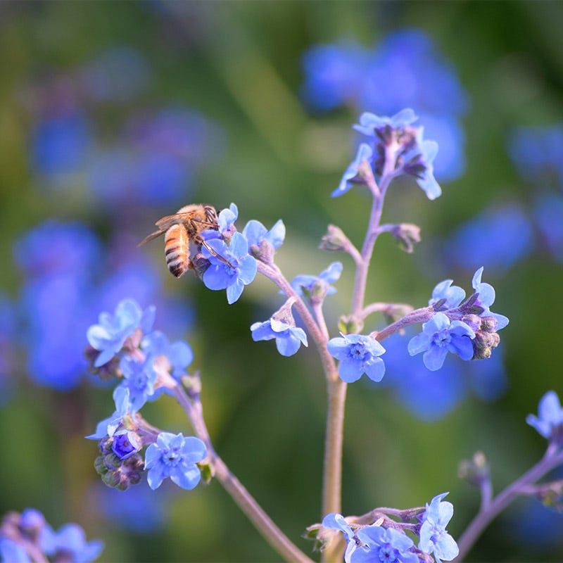 Chinese Forget Me Not Seeds, Cynoglossum amabile | High Country