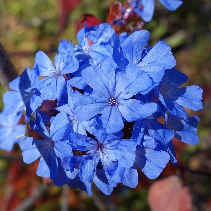Chinese Plumbago - Thumbnail 2