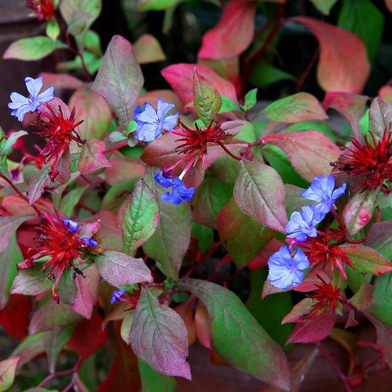 Chinese Plumbago (Ceratostigma)