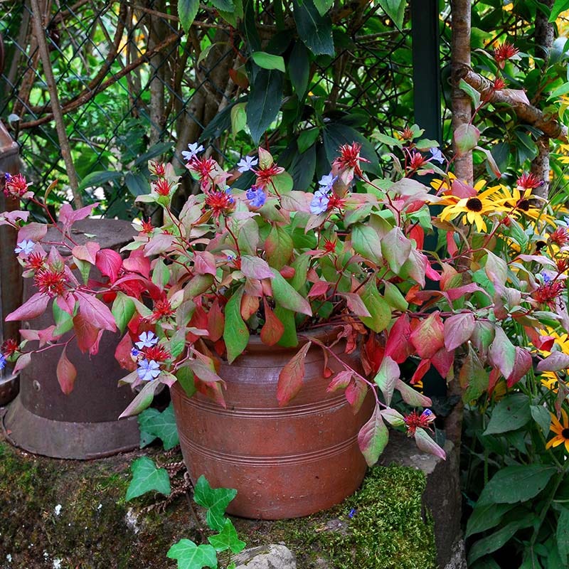 Chinese Plumbago (Ceratostigma)