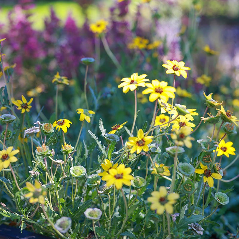 Extra Cold Hardy Chocolate Flower, Berlandiera lyrata Mora County Mix