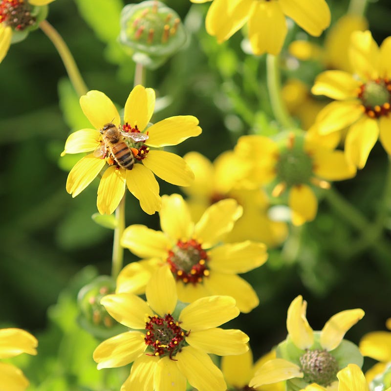 Mora County Chocolate Flower (Berlandiera)