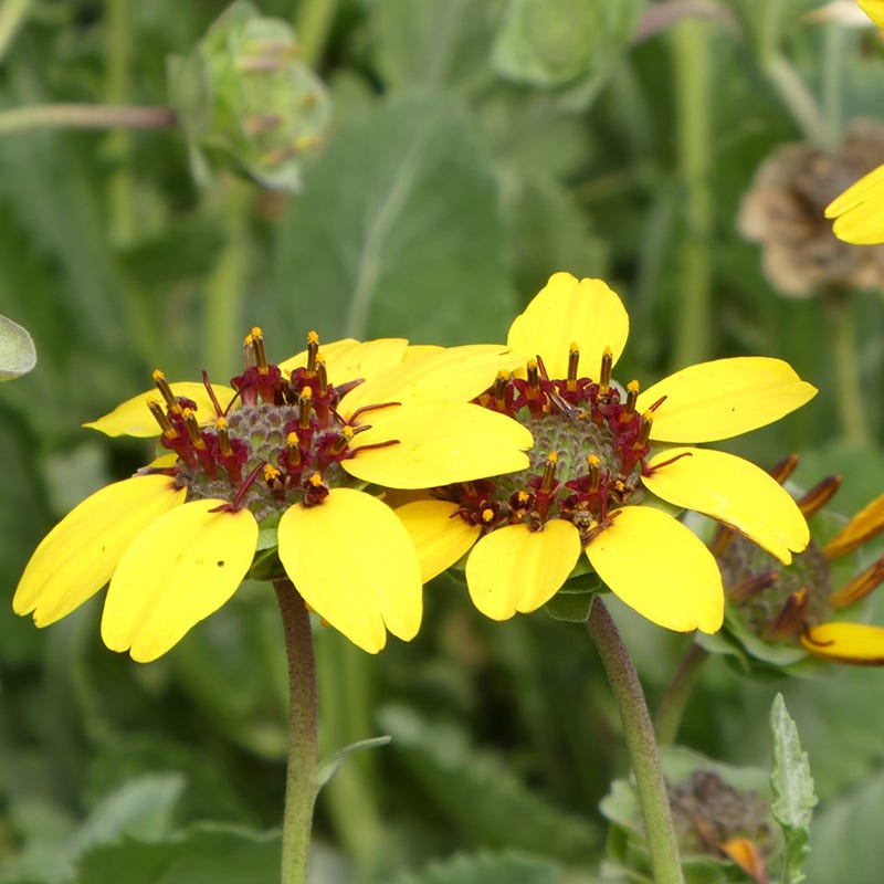 Berlandiera lyrata 'Mora County' - Thumbnail 2