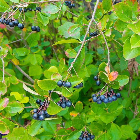 Viking Black Chokeberry, Aronia