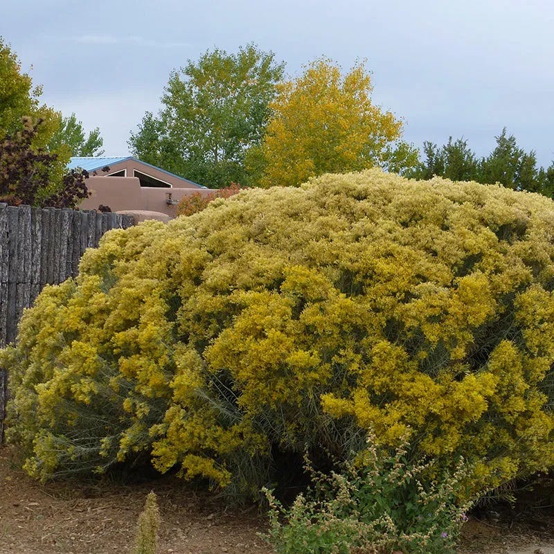 Silver Rabbit Brush Silver Leaf Rabbit Brush, Chrysothamnus nauseosus La Plata | High ...