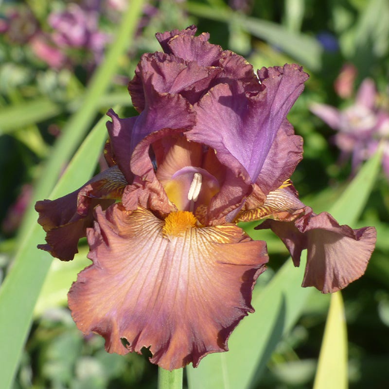 Cinque Terre Bearded Iris