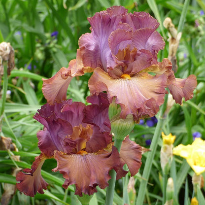 Cinque Terre Bearded Iris