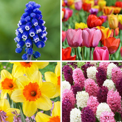 Classic Container Bulb Collection