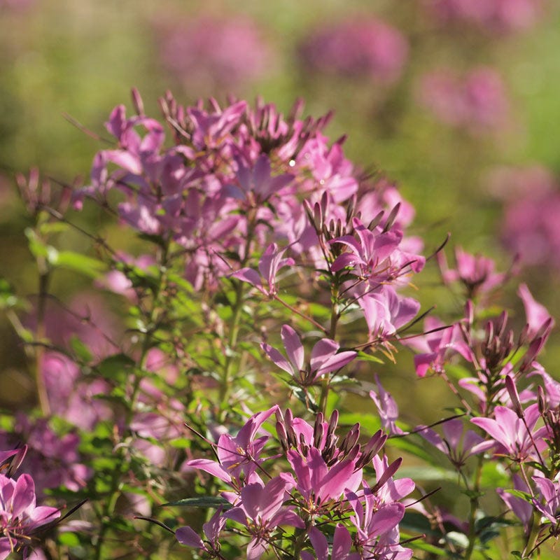 rocky mountain bee plant seeds Rocky Mountain Bee Plant Seeds (Cleome)
