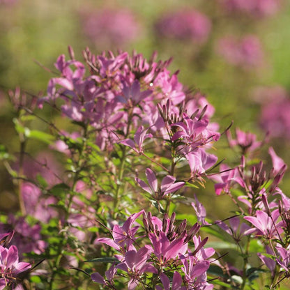 Rocky Mountain Bee Plant Seeds (Cleome)