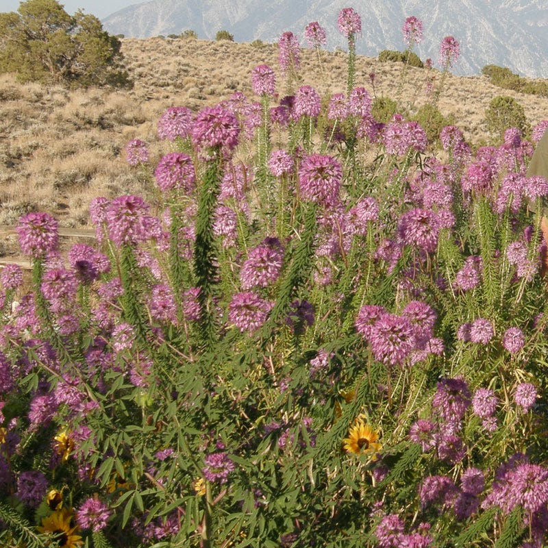 plant cleome seeds Rocky Mountain Bee Plant Seeds (Cleome)