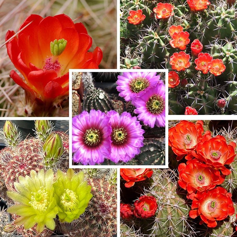 Cold Hardy Native Cacti Collection