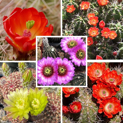Cold Hardy Native Cacti Collection