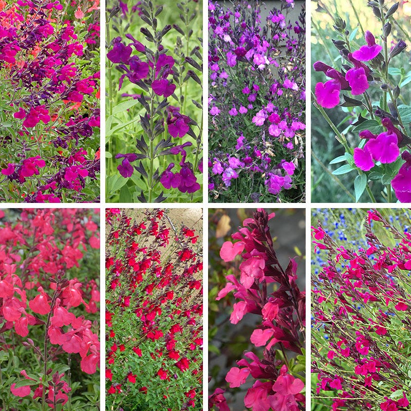 Cold Hardy Rainbow Salvia Collection