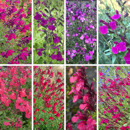 Cold Hardy Rainbow Salvia Collection