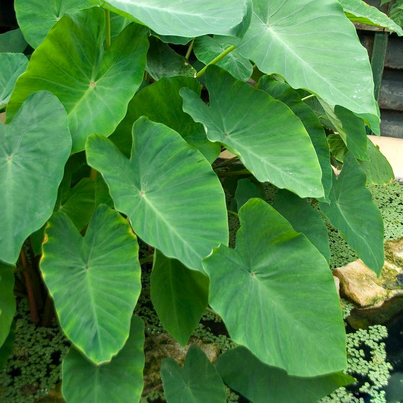elephant ear plants in cambria ca Elephant Ears